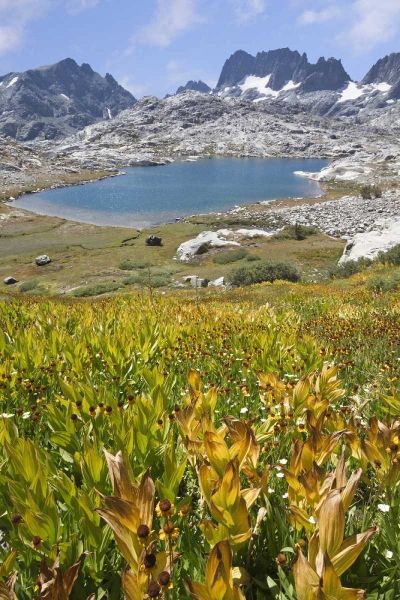 CA, Inyo NF Field of flowers and Nydiver Lake